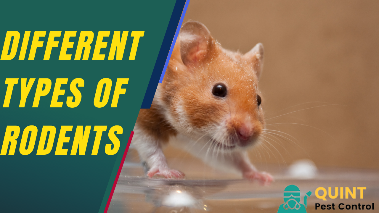 Different Types of Rodents