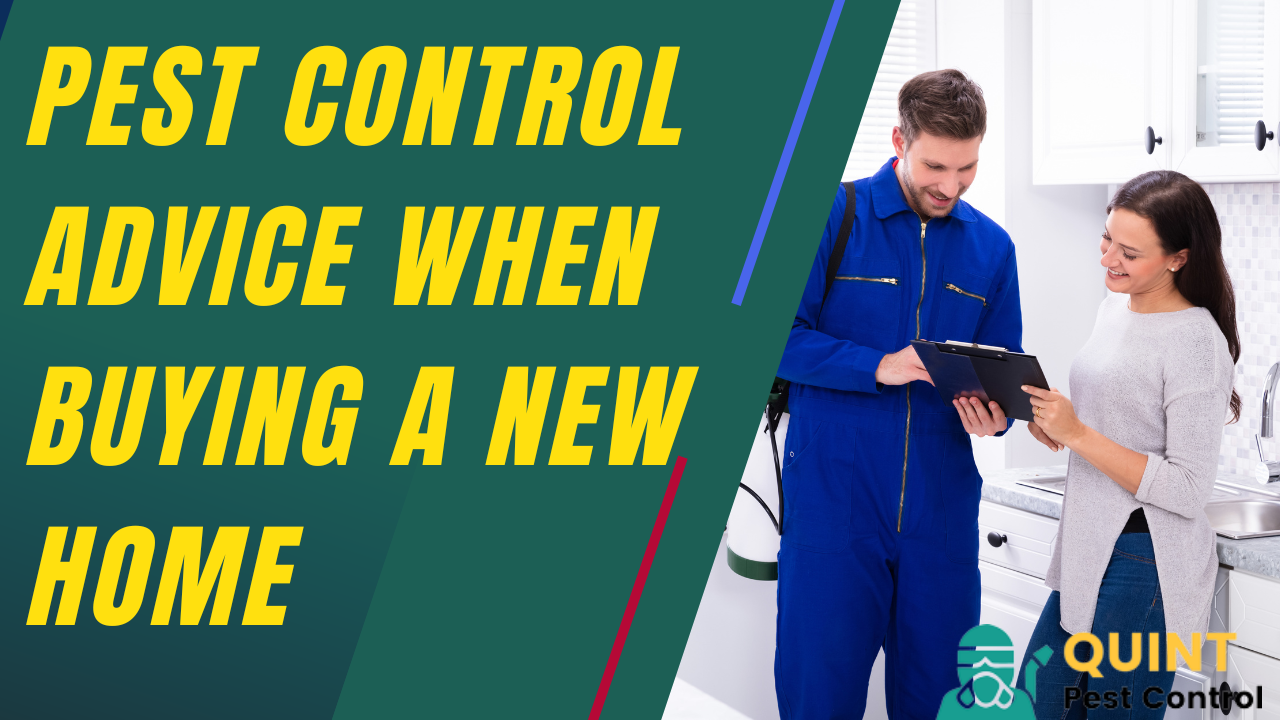 Pest Control Advice When Buying a New Home